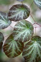 Thalictrum ichangense - foliage  