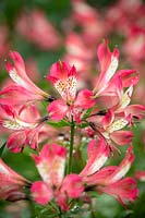 Alstroemeria 'Freedom' - Peruvian lily