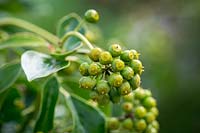 The berries of Hedera helix f. poetarum - Poet's ivy