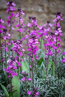 Erysimum 'Bowles's Mauve' AGM syn. Erysimum linifolium glaucum, E. linifolium 'Bowles' Mauve' - Wallflower - underplanted with tulips.