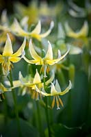Erythronium 'Joanna' AGM, Fawn lily.