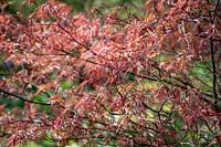 Acer palmatum 'Enkan'. Japanese maple.