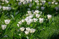 Tulipa 'Diamond Jubilee' growing in long grass