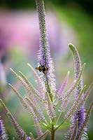 Bee on Veronicastrum virginicum 'Fascination' - Culver's root