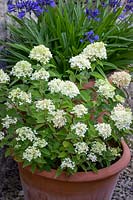 Hydrangea paniculata 'Little Lime' syn. 'Jane' in a terracotta pot with Agapanthus 'Navy Blue' syn A. 'Midnight Star' - African lily - beyond.