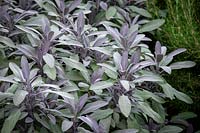 Salvia officinalis 'Purpurascens' - Purple sage