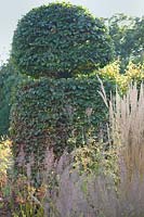 Clipped beech topiary and grasses, Oxfordshire