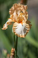 Tall Bearded Iris 'Halo in Peach'