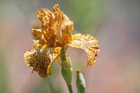 Tall Bearded Iris 'Tiger Honey'