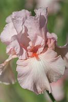 Tall Bearded Iris 'Vanity'