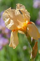Tall Bearded Iris 'Melody Lane'