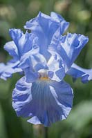 Tall Bearded Iris 'Color Me Blue'