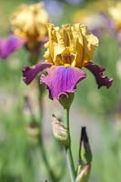 Tall Bearded Iris 'Milestone'