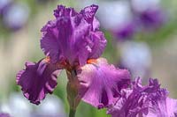 Tall Bearded Iris 'Raspberry Ripples'