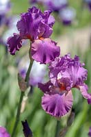 Tall Bearded Iris 'Raspberry Ripples'