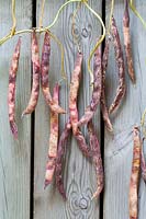Phaseolus vulgaris Borlotto lingua di fuoco 2 - Borlotti beans air drying on the vine on back of a wooden door. 