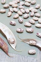 Phaseolus vulgaris Borlotto lingua di fuoco 2 - Borlotti beans shelled and drying on paper before storing.

