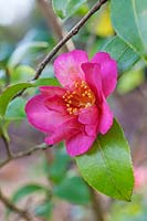 Camellia sasanqua 'Hiryu' - Camellia 'Hiryu'