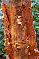 Acer griseum bark - Paperbark Maple