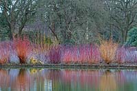 Colourful stems of Cornus and Rubus reflected in lake. RHS Garden Wisley, Surrey, UK.
