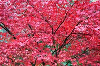 Acer 'Bloodgood' - Japanese Maple - Westonbirt Arboretum, Gloucestershire, UK.