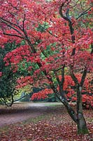 Acer palmatum 'Osakazuki' - Japanese Maple 'Osakazuki'. Westonbirt Arboretum, Gloucestershire, UK.