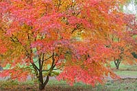 Acer palmatum 'Nishiki gawa' - Japanese Maple 'Nishiki gawa'