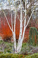 Betula utilis var. jacquemontii 'Doorenbos' in winter garden - RHS Garden Wisley, Surrey, UK. 