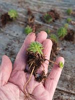 Person holding separated Sempervivum plant to be repotted.