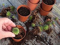 Separate and repot Sempervivum pup plants - offshoots can be separated and potted on separately