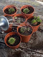 Person watering newly separated and repotted Sempervivum - houseleeks. 

