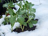 Vicia faba - broad beans - covered in snow in kitchen garden. 