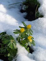 Eranthis hyemalis - Winter Aconite - emerging through snow. 