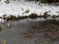 Pond with marginal plants in snow