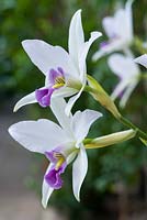 Laelia anceps var. 'Veitchiana' - orchid