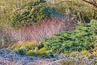 Rubus thibetanus 'Silver Fern', Juniperus virginiana 'Grey Owl', 
Viburnum tinus, Carex morrowii 'Variegata' and Rubus phoenicolasius 
in foreground