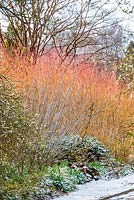 Salix irrorata and Cornus sanguinea 'Midwinter Fire'