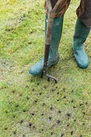 Man using garden fork to aerate lawn after scarifying.