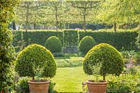 View of formal town garden with Buxus topiary, hawthorn hedges and pleached field maples. 