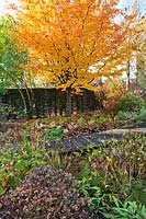 View of wooden decking pathway leading across pond in autumnal garden.