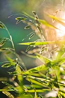 Chasmanthium latifolium - North America wild oats - in morning sun.
