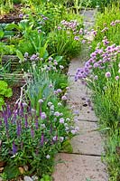 Herbs edging path in kitchen garden including Allium schoenoprasum - Chives, Lavandula angustifolia - Lavender, Salvia nemorosa - Sage and Helichrysum italicum.
