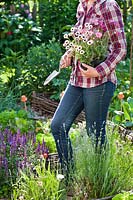 Woman planting marguerite daisy in vegetable garden to attract wildlife. 