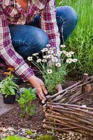 Woman planting marguerite daisy in vegetable garden to attract wildlife.