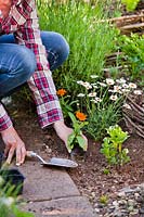 Woman planting Zinna 'Profusion' and marguerite daisy in vegetable garden to attract wildlife.