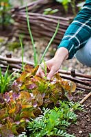 Woman removing grass seedling from vegetable bed.