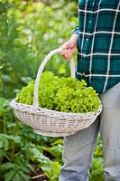 Woman carrying wicker basket of harvested lettuce. 