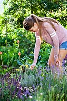 woman picking Helichrysum italicum in kitchen garden. 