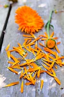 Calendula officinalis - Common Marigold