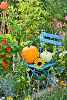 Harvested pumpkins on chair.